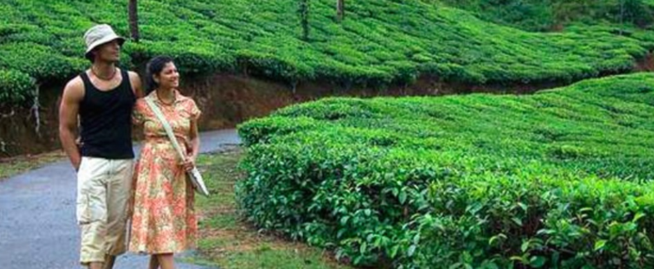 Tea Estate Walks
