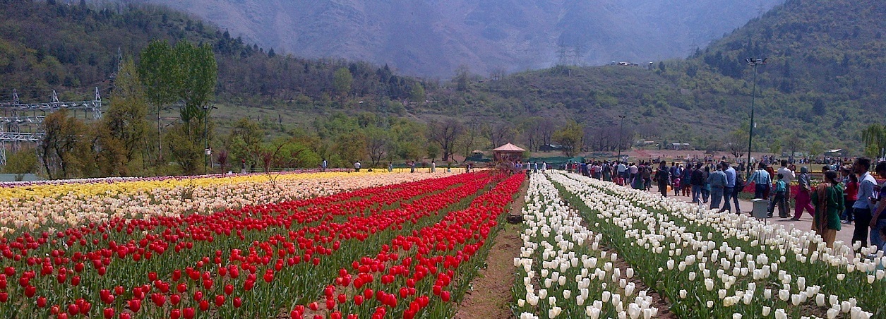 Tulip Festival Srinagar