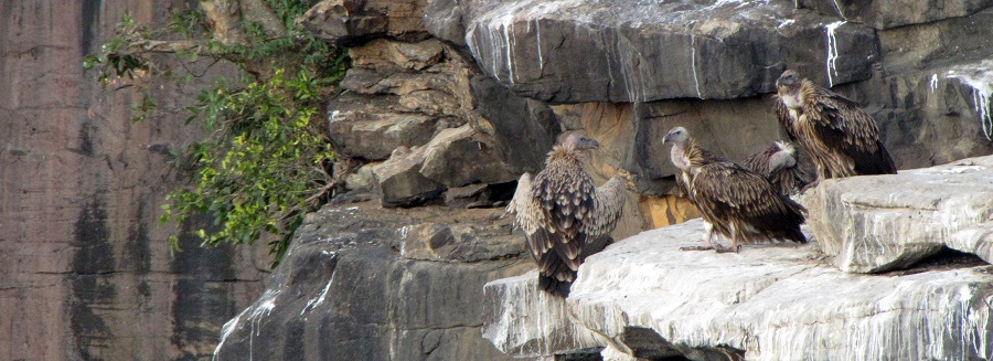 Eurasian Griffon Vulture
