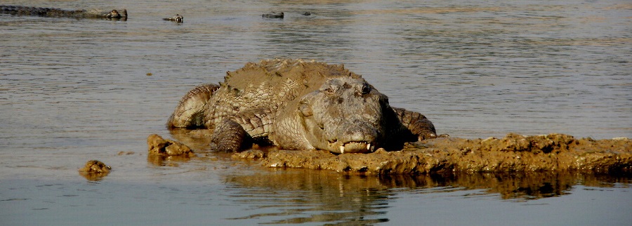 Alligator in River Chambal