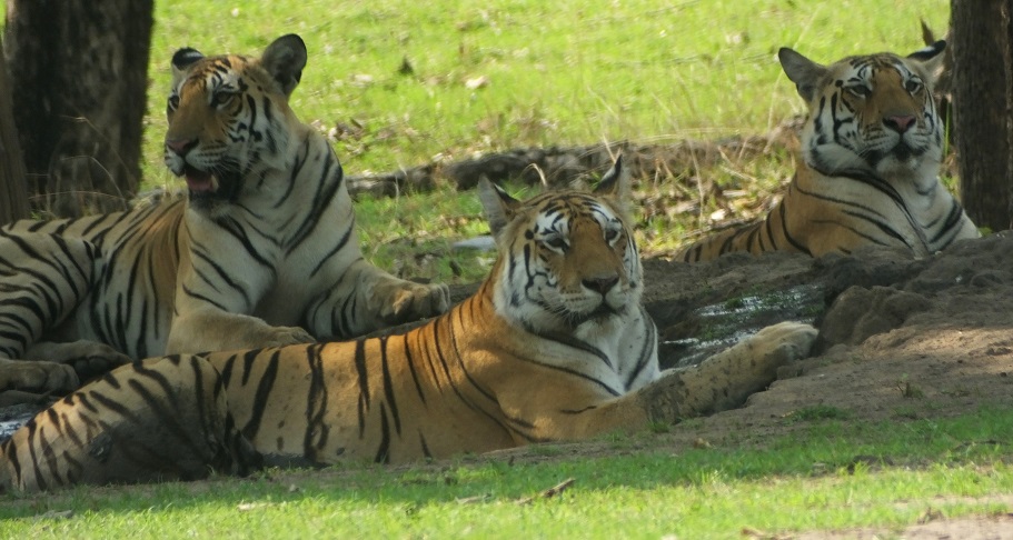 Collarwali with Cubs at Pench